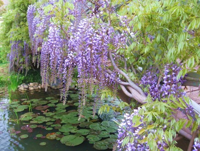 フジ 藤 を増やす方法は 園芸ナビ 花と野菜の育て方