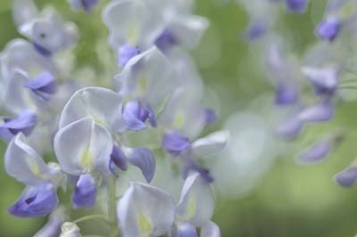 庭木 花木の関連記事 園芸ナビ 花と野菜の育て方