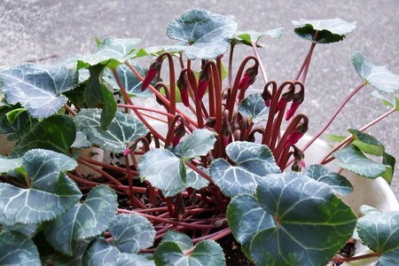 gardenCyclamen.jpg