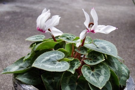 gardenCyclamen000.jpg