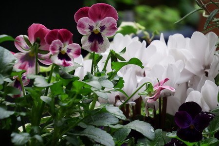 gardenCyclamen001.jpg