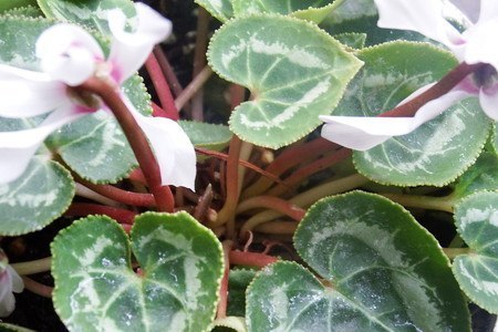 gardenCyclamen001.jpg