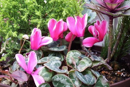 gardenCyclamen002.jpg