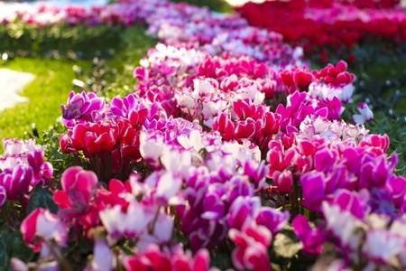 gardenCyclamen002.jpg