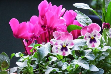 gardenCyclamen002.jpg