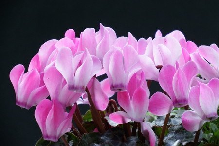 gardenCyclamen003.jpg