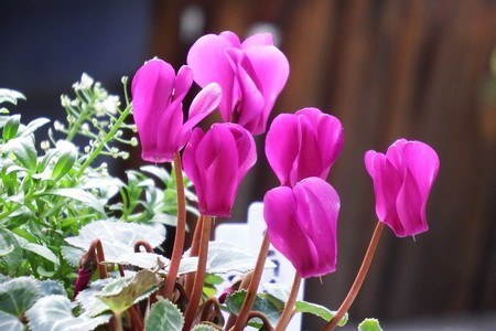 gardenCyclamen004.jpg