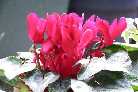 gardenCyclamen005.jpg