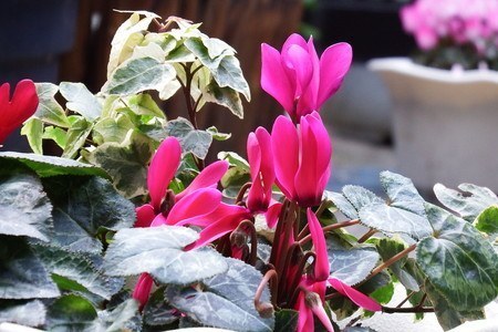 gardenCyclamen006.jpg