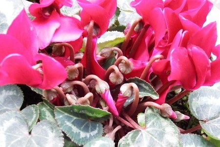 gardenCyclamen007.jpg