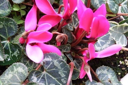 gardenCyclamen008.jpg