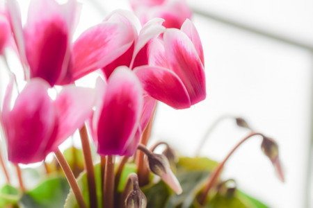 gardenCyclamen06.jpg