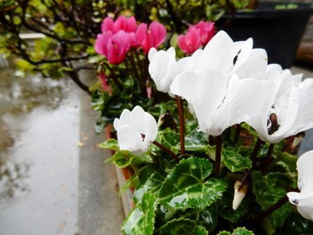 gardenCyclamen09.jpg
