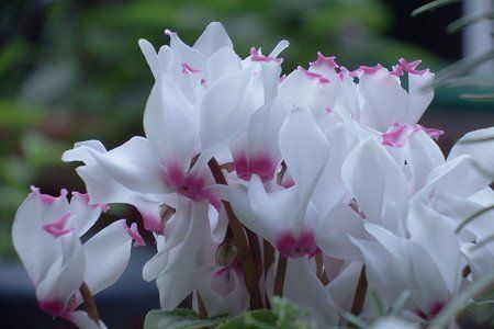 gardenCyclamen2016-01.jpg