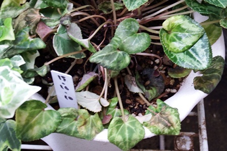 gardenCyclamen2016-05.JPG