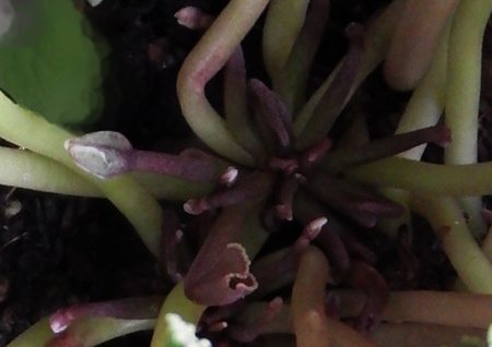 gardenCyclamen2016-06.JPG