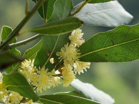 月桂樹 葉の病気 園芸ナビ 花と野菜の育て方