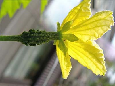 ゴーヤの雌花が咲かない結実しない原因は 画像つき 園芸ナビ 花と野菜の育て方