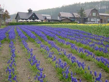 grape hyacinth.jpg