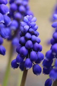 grape hyacinth (2).jpg