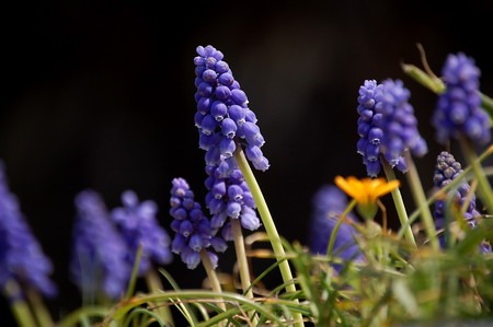 grape hyacinth (3).jpg
