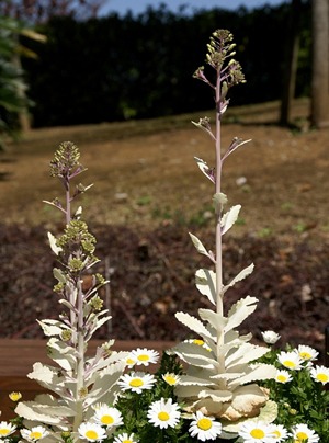 ハボタンを簡単に増やす方法は 園芸ナビ 花と野菜の育て方