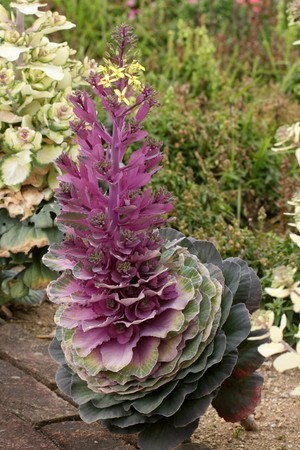 habotan (1).jpg