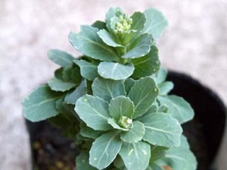 habotann3setu300.jpg