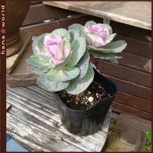 habotanodori-h.jpg