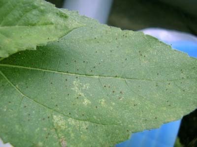 ハダニ 駆除 退治 無農薬で 園芸ナビ 花と野菜の育て方