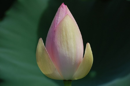 hasu (2).jpg