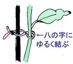 hatinoji.jpg