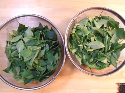 hatougarasi101.jpg