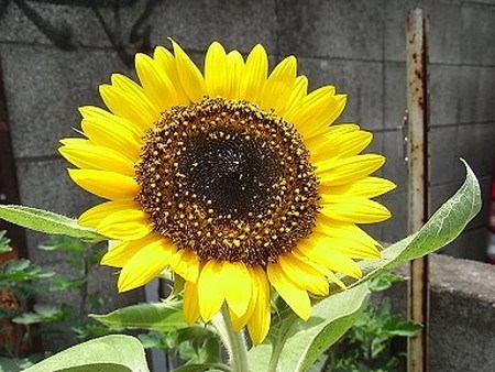 園芸ナビ 花と野菜の育て方