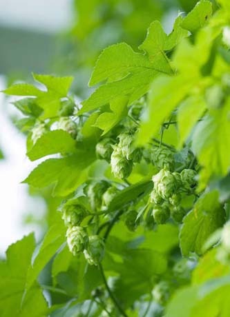 hop.jpg
