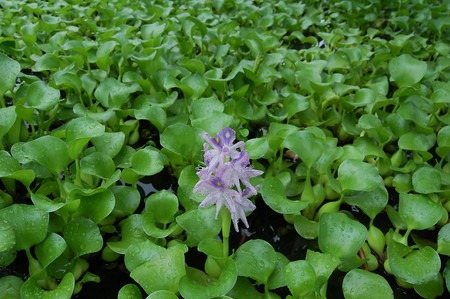 園芸ナビ 花と野菜の育て方