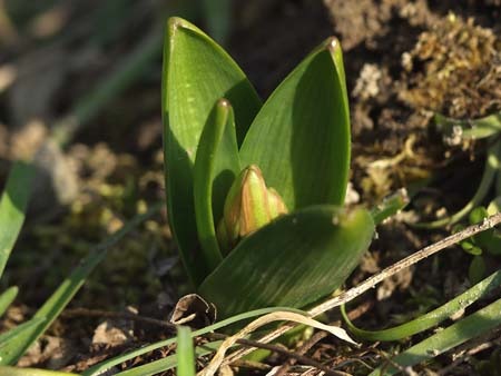 hyacinth.jpg
