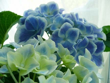 hydrangea.jpg