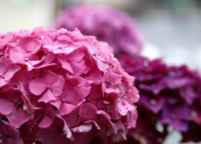 hydrangeaC.jpg