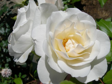 img10043447766.jpg