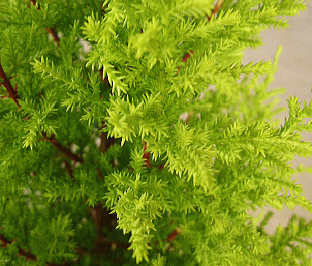img57172648.gif