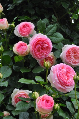 img57299849.jpg