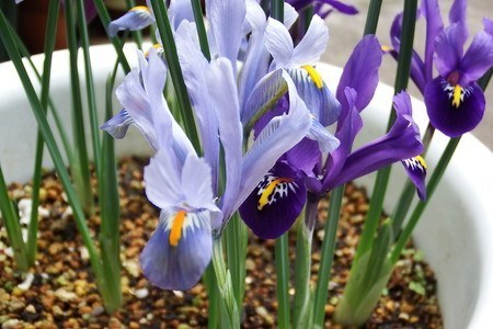 iris10.jpg