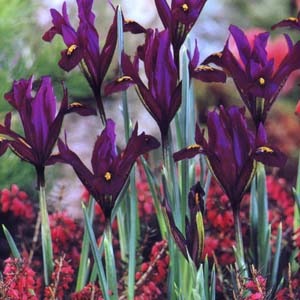 iris (4).jpg