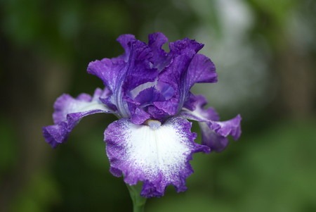 iris germanica (2).jpg