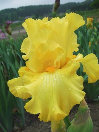 iris germanica (3).jpg