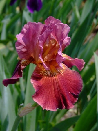 iris germanica (4).jpg