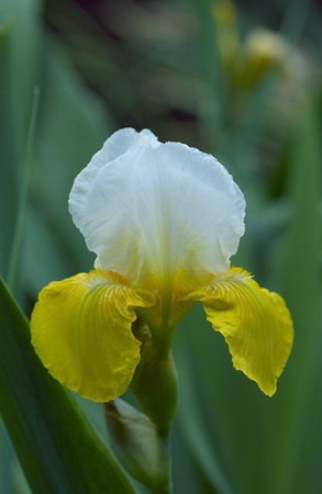 iris germanica (5).jpg