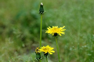 イタリアン タンポポの育て方と利用方法 園芸ナビ 花と野菜の育て方