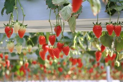 イチゴ 栽培 12ヶ月の関連記事 園芸ナビ 花と野菜の育て方